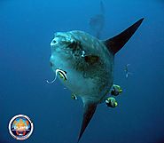 Best scuba diving in Bali To Dive With Mola Mola | Notredame