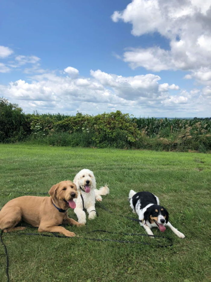 Dog ecollar training A Listly List