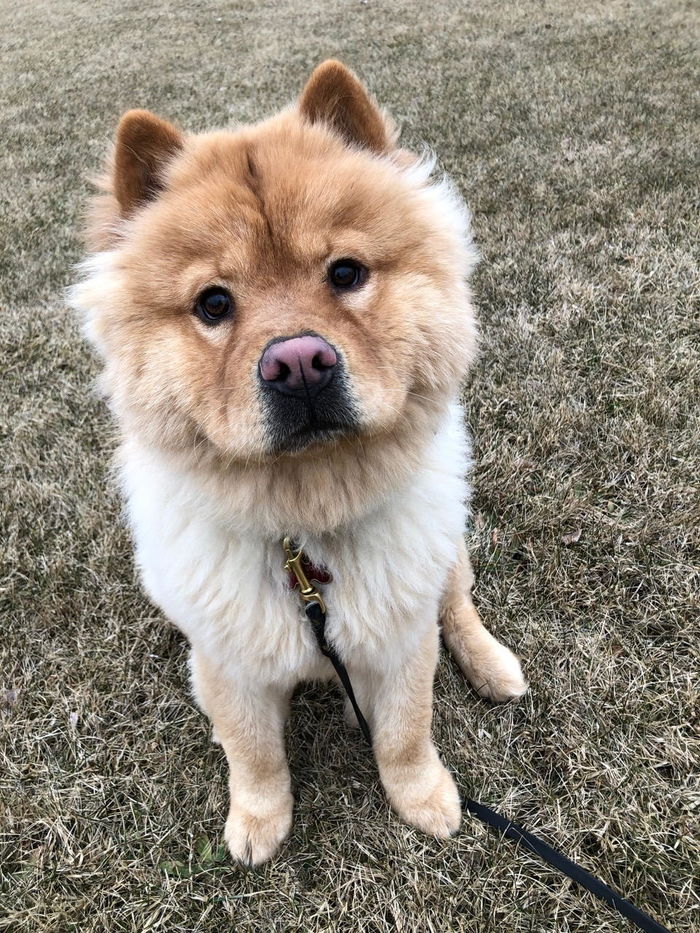 Dog ecollar training A Listly List