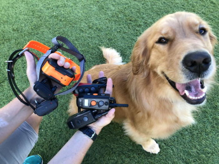 Dog ecollar training A Listly List