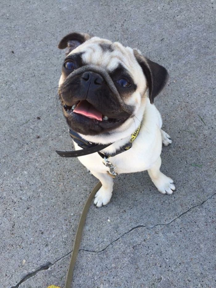 Dog ecollar training A Listly List