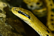 15 Most Poisonous & Dangerous Snakes In the World