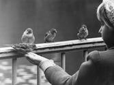 Feeding Tree Sparrows in London 1960's