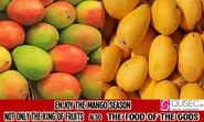 Mango season arrived with Lot of Sweet in it - Summer is Flooded with Mangoes