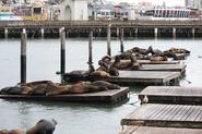 PIER 39