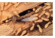 termite control los angeles