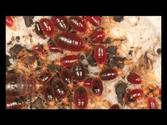 Bedroom Guardian Stop Bed Bugs - A MUST SEE Video