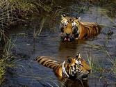 Uttaranchal Tour package make you tour more exiting with Jim Corbett Package Tour
