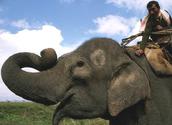 Jim Corbett Package Tour offer you Best wildlife destinations in India