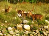 Jim Corbett Package Tour offer you Best wildlife destinations in India