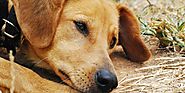 Discover Causes of head pressing in dogs | CandaVetCare