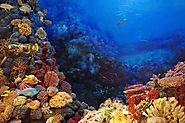 Three Best Dive Sites in Bali for Deep Diving - Newbalancestoreinc