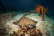 Papua Liveaboard Diving, Exploring Remarkable 5 Dive Sites Raja Ampat