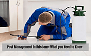 Pest Management In Brisbane: What You Need To Know