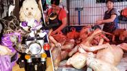 Widerstand gegen Hundefleisch in China nimmt zu