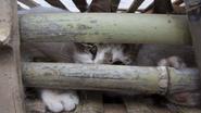 350 Katzen vor dem Fleischer gerettet