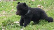 Zoo tötet gesundes Bären-Baby