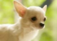 CHIHUAHUA Puppies For Sale | Tiny Jewel Pups | United States