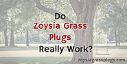 Do Zoysia Grass Plugs Really Work?