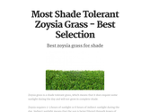 Most Shade Tolerant Zoysia Grass - Best Selection