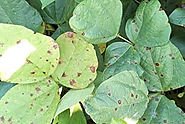 Diseases in Blackgram crops - Agmarks
