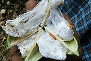 Diseases in Cotton crops