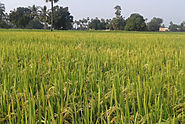 Diseases in Paddy crops