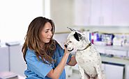 The particular Variation Among any Vet Assistant plus a Animal medical practitioner Technical