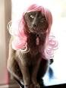 Wigs for Dogs and Cats