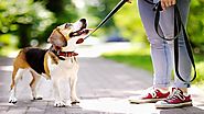 Avoid these mistakes for better Dog Walking Business