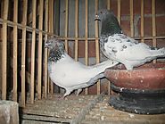 indian Pigeon Breeds | Pigeontype