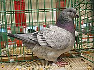 American Giant Homer Pigeons | Pigeontype