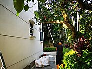 Tree Cutting Contractors Services Singapore |Tree Cutting Company