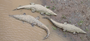 Rio Tarcoles Crocodiles - Costa Rica