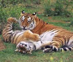 Best Parks in India for Tiger sighting