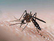 Facts of Dengue: Prevention, Causes, Home Remedies, Symptoms