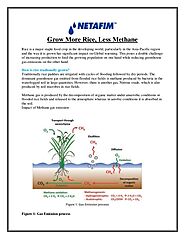 Grow More Rice, Less Methane - Netafim India
