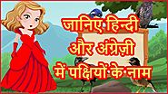 हिंदी में पक्षियों के नाम | Birds Name In Hindi And English With Pictures | Mother’s Glory