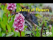 Jewel in the Himalayas - Valley of Flowers Trek - II