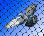 Pigeon Netting & Bird Control Services India - Reach Netting