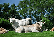 Best Cattle Feed Manufacturer - Suraj Shree Chemicals Ltd