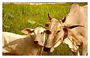 Animal Feed | Animal Feed Manufacturer | Cattle Feed-SSCl.in