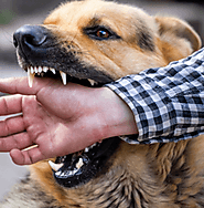 Santa Rosa Dog Bite Attorney | Dog Bite Law Firm in Sonoma County - Debra Newby Law