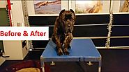 Columbus Ohio Dog Training: BEFORE & AFTER with Roofus the Cane Corso: Dog Training with Terry Cook