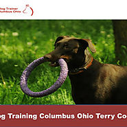 Dog Training Columbus Ohio Terry Cook