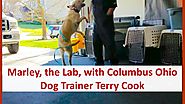 Columbus Ohio Dog Trainer Terry Cook with Marley the Lab: Board & Train Dog Training