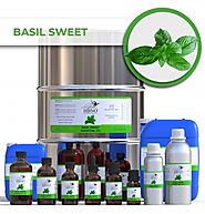 Shop Now! Basil Sweet Essential Oil from Wholesale Suppliers and Manufacturers