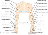 Human Anatomy - Upper Extremity