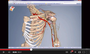 anatomy.tv - Interactive Anatomy