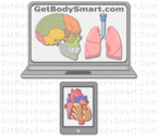 GetBodySmart: Interactive Tutorials and Quizzes On Human Anatomy and Physiology
